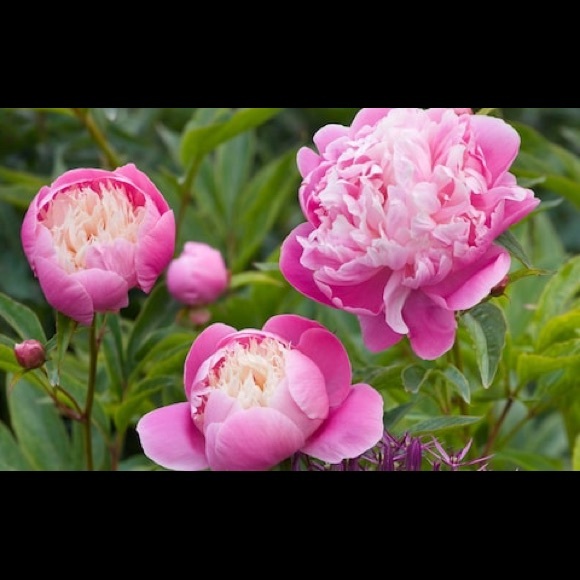 Meet your Posher, Lori - Picture 3 of 11